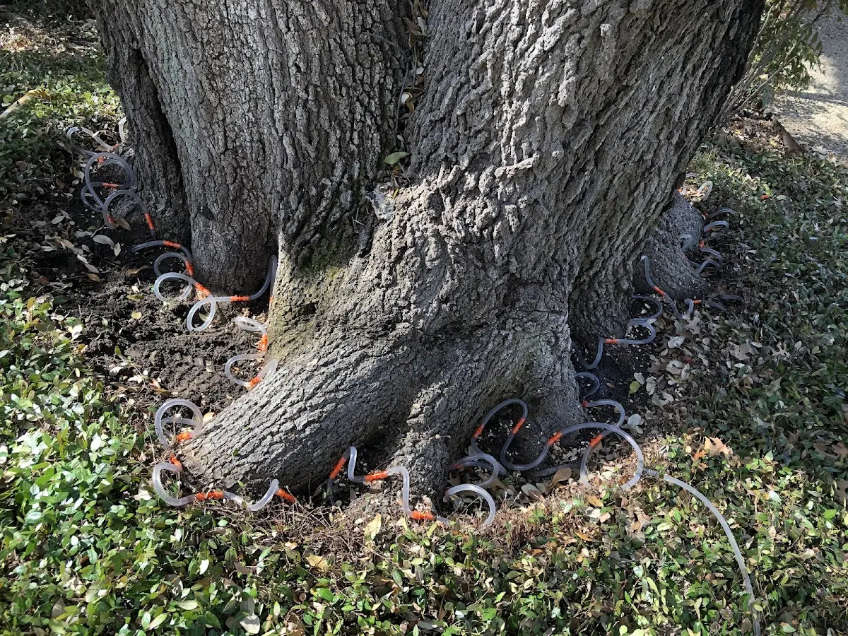 Detailed Tree Cabling and Bracing job site in Lithia