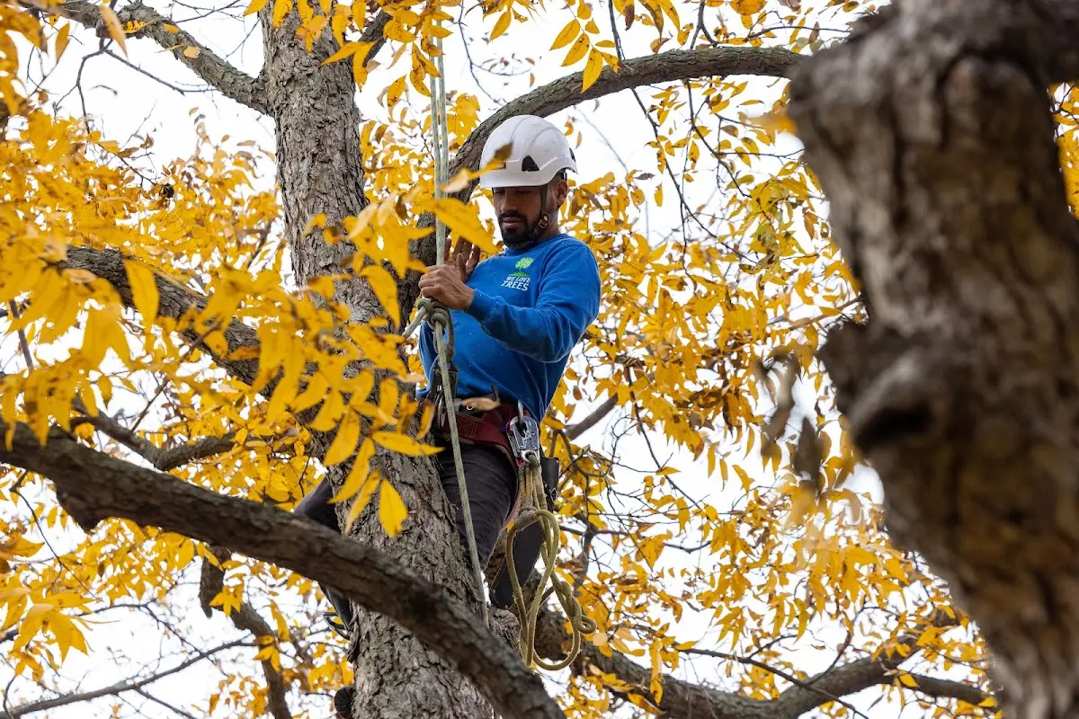 Skilled Tree Transplanting crew working in Lithia